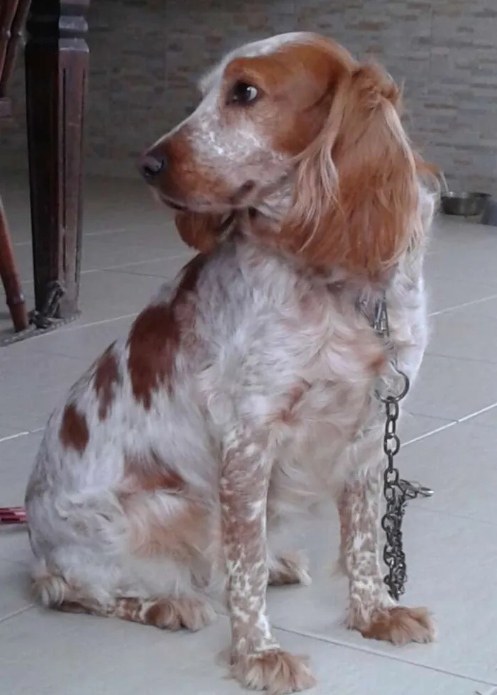 Cachorro raça Cocker Spaniel idade 6 ou mais anos nome Ninna