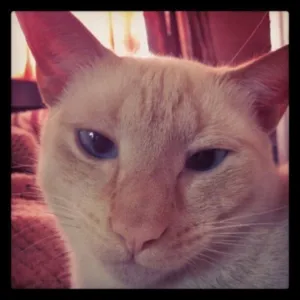 Gato raça Red point idade 3 anos nome Narciso (macho)