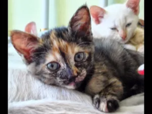 Gato raça Fumaça idade 3 anos nome MOATIRA