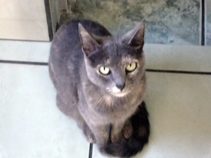 Gato ra a SRD idade 6 ou mais anos nome Maria Lucia