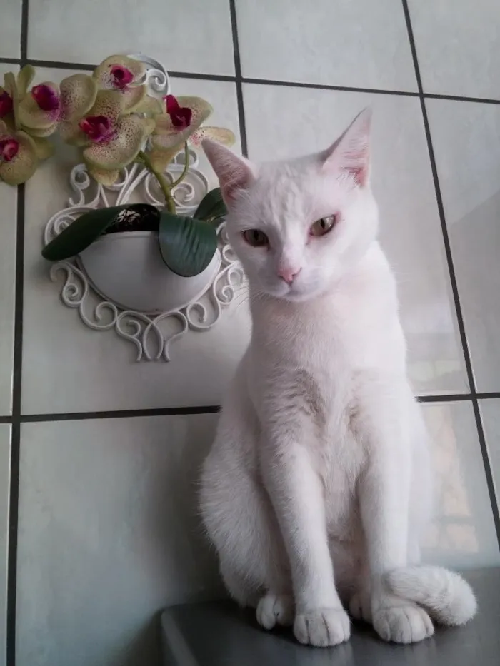 Gato ra a SRD idade 3 anos nome CARMINHA