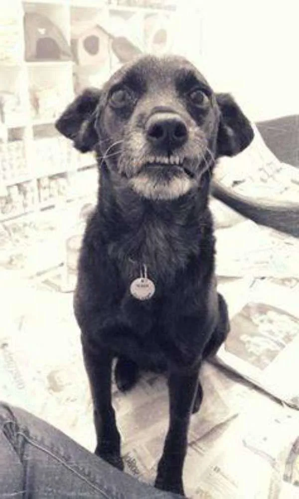 Cachorro ra a SRD idade 3 anos nome Bebel