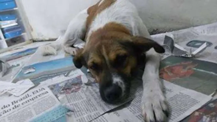 Cachorro raça SRD idade 2 anos nome Samu