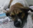 Samu