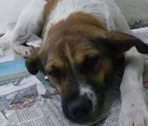 Cachorro raça SRD idade 2 anos nome Samu