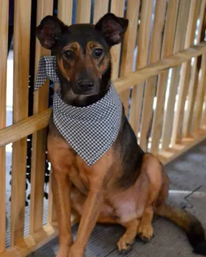 Cachorro raça SRD idade 6 ou mais anos nome Zen