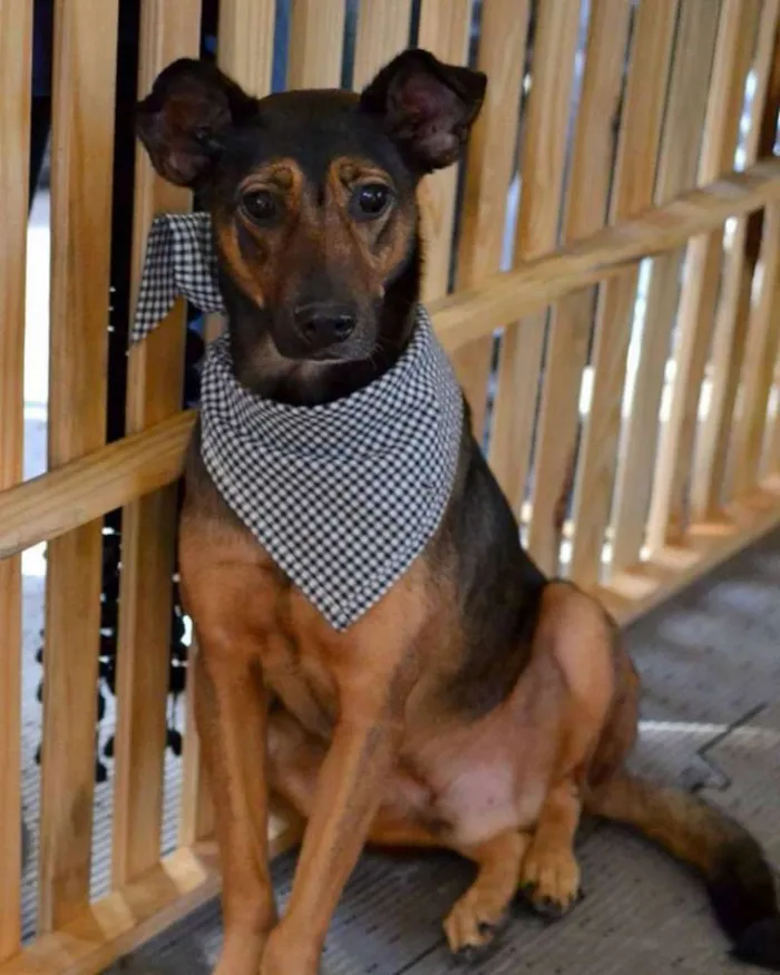 Cachorro ra a SRD idade 6 ou mais anos nome Zen