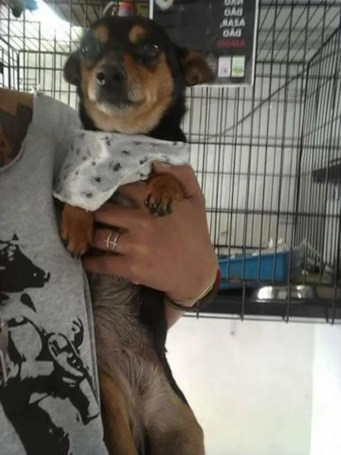Cachorro ra a Pinscher idade 4 anos nome Channel