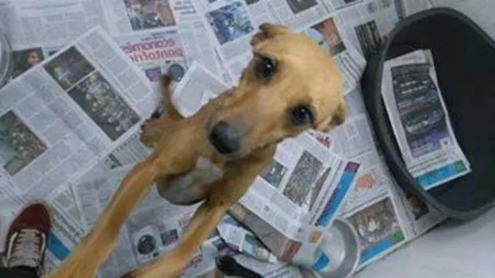 Cachorro ra a SRD idade 1 ano nome Meg