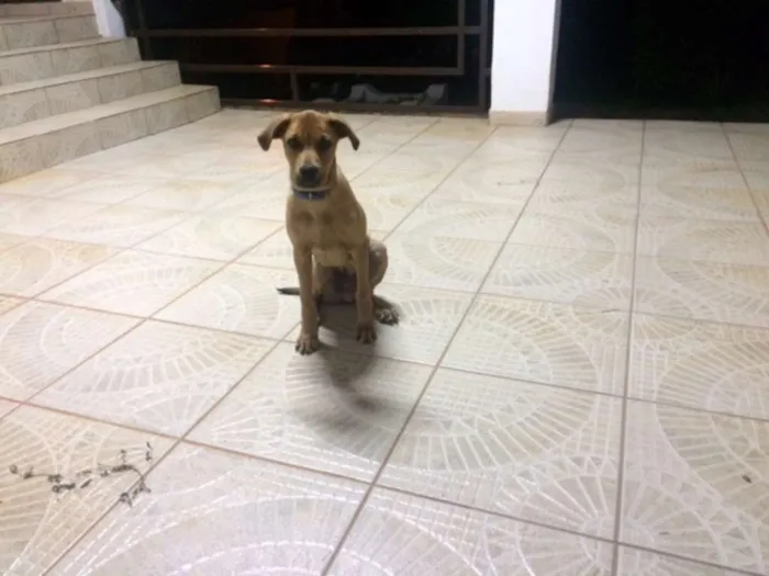 Cachorro ra a INDEFINIDA idade 2 a 6 meses nome NERO