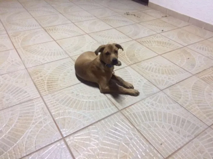 Cachorro ra a INDEFINIDA idade 2 a 6 meses nome NERO