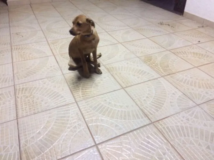 Cachorro ra a INDEFINIDA idade 2 a 6 meses nome NERO