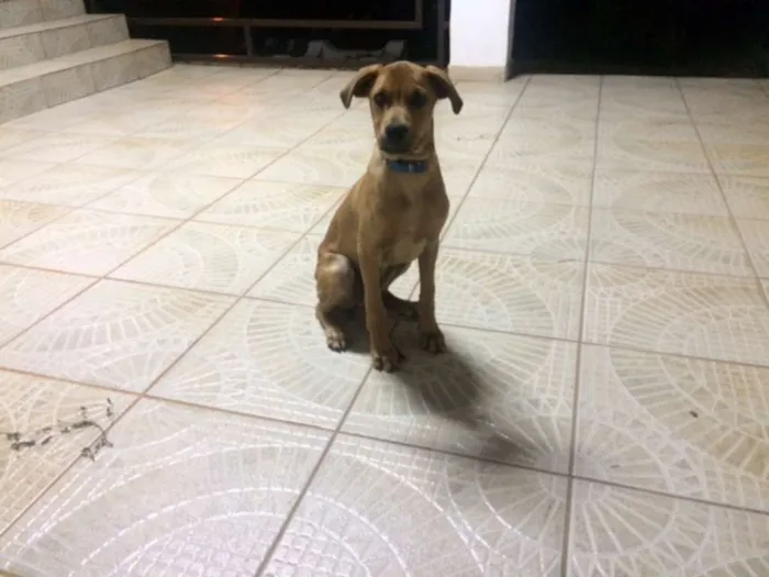 Cachorro ra a INDEFINIDA idade 2 a 6 meses nome NERO
