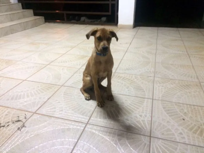 Cachorro ra a INDEFINIDA idade 2 a 6 meses nome NERO