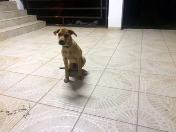 Cachorro ra a INDEFINIDA idade 2 a 6 meses nome NERO
