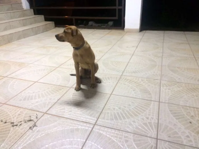 Cachorro ra a INDEFINIDA idade 2 a 6 meses nome NERO