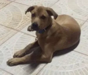 Cachorro raça INDEFINIDA idade 2 a 6 meses nome NERO