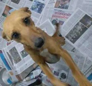 Cachorro raça SRD idade 1 ano nome Meg