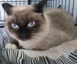 Gato raça SRD idade 2 anos nome Santiago