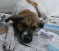 Samu