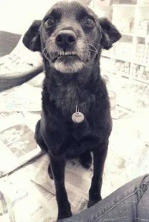 Cachorro raça SRD idade 3 anos nome Bebel
