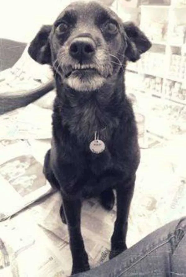 Cachorro ra a SRD idade 3 anos nome Bebel