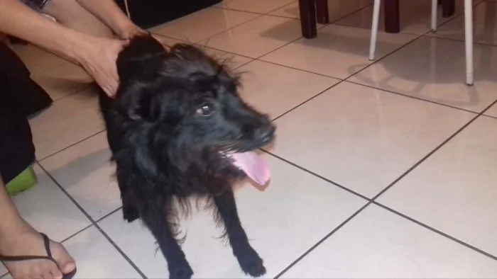 Cachorro ra a Misturado pinthie e puldo idade 7 a 11 meses nome Maylon