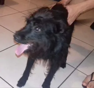 Cachorro raça Misturado pinthie e puldo idade 7 a 11 meses nome Maylon