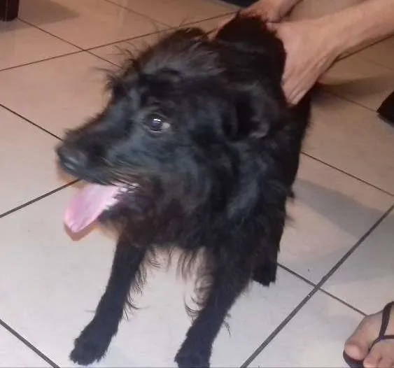 Cachorro ra a Misturado pinthie e puldo idade 7 a 11 meses nome Maylon