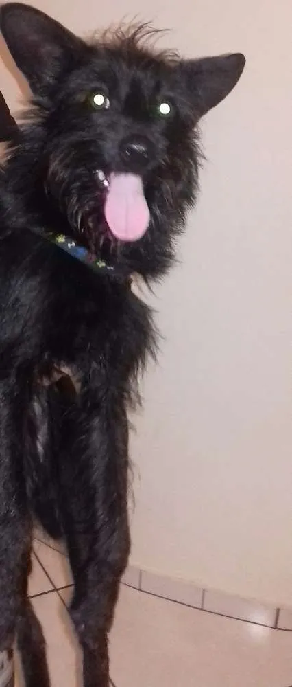Cachorro ra a Misturado pinthie e puldo idade 7 a 11 meses nome Maylon