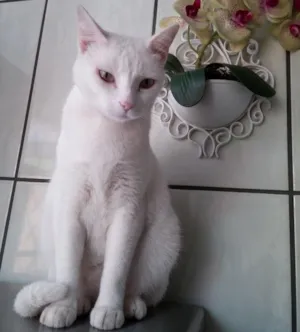 Gato raça SRD idade 3 anos nome CARMINHA