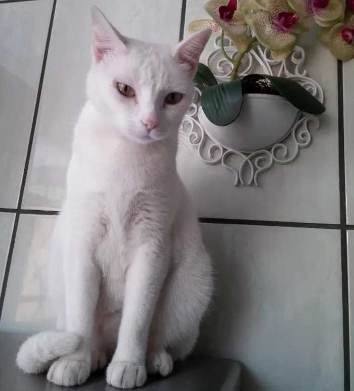 Gato ra a SRD idade 3 anos nome CARMINHA