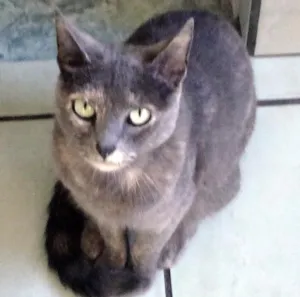 Gato raça SRD idade 6 ou mais anos nome Maria Lucia