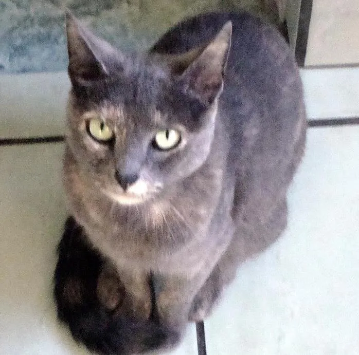 Gato ra a SRD idade 6 ou mais anos nome Maria Lucia