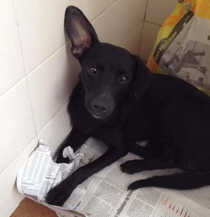 Cachorro ra a Vira Lata idade 7 a 11 meses nome Bolt