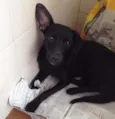 Bolt