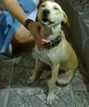Cachorro raça SRD idade 7 a 11 meses nome Ainda sem nome