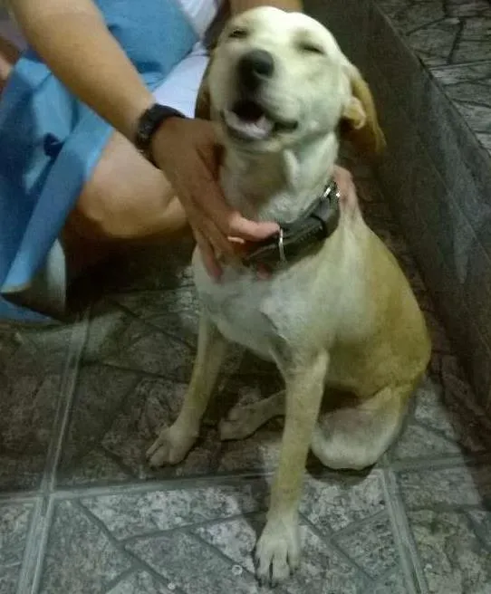 Cachorro ra a SRD idade 7 a 11 meses nome Ainda sem nome