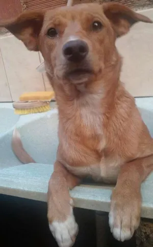 Cachorro raça Srd idade 7 a 11 meses nome Morena
