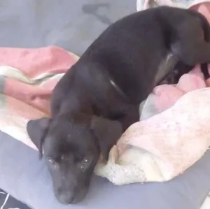 Cachorro raça Viralata idade 2 a 6 meses nome Não sei