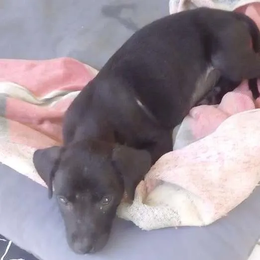 Cachorro ra a Viralata idade 2 a 6 meses nome Não sei