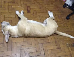 Cachorro raça Pitbull e sheep dog idade 7 a 11 meses nome Peludo