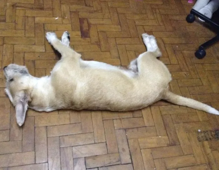 Cachorro ra a Pitbull e sheep dog idade 7 a 11 meses nome Peludo