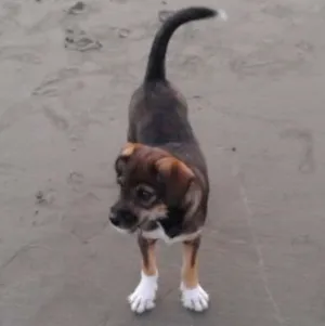 Cachorro raça  indefinida idade 7 a 11 meses nome Bob