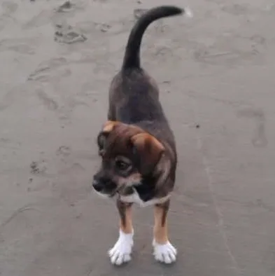 Cachorro ra a  indefinida idade 7 a 11 meses nome Bob