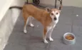 Mel