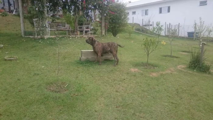 Cachorro ra a FILA idade 3 anos nome THOR