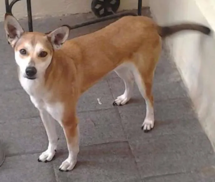 Cachorro ra a Galguinho italiano idade 4 anos nome Mel