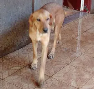 Cachorro raça SRD idade  nome Sem nome