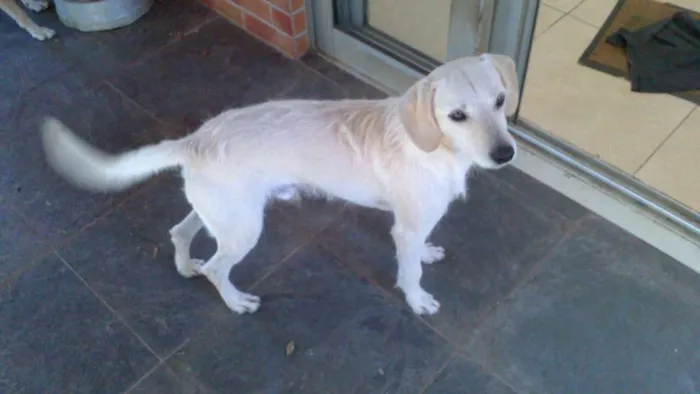 Cachorro ra a SRD idade 3 anos nome Sasque e Sakura